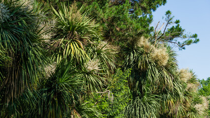 Fototapeta na wymiar Blooming Cordyline australis, commonly known as cabbage tree or cabbage-palm. White inflorescence of Cordyline australis palm in Arboretum Park Southern Cultures in Sirius (Adler) Sochi.