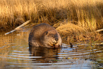 A large castor canadensis in water © dpep
