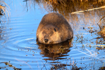 castor canadensis in the water 