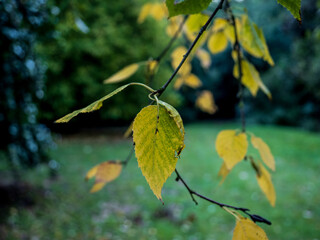 set of autumn leaves