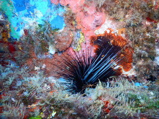 Naklejka na ściany i meble Sea Urchin on the Ana Cecilia