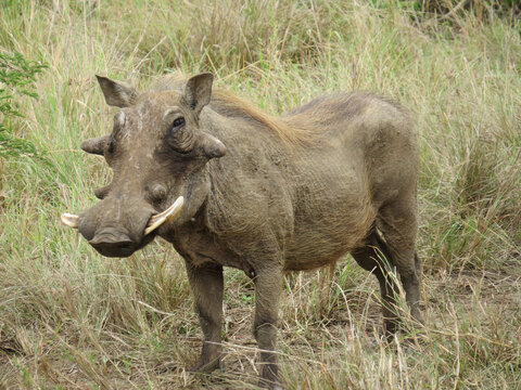 Closeup of a common warthog in a field covered in the grass with a blurry background