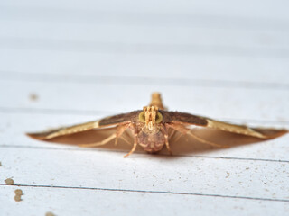 Meal moth. Pest. Pyralis farinalis 