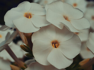 Fototapeta na wymiar A few white phlox flowers, a macro photograph. White flowers close-up.