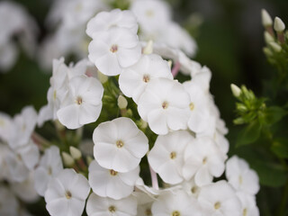 Inflorescence of white phlox flowers, close-up. Flowers with white petals.