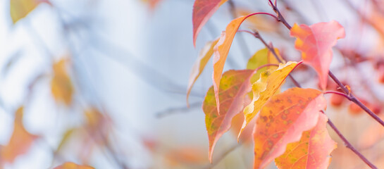 Beautiful panoramic autumn scenery with colorful leaves and bokeh background