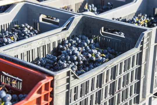 Plastic boxes full of mature grapes during harvest time in Rhone Valley