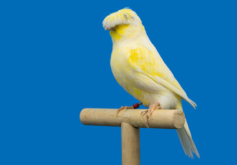 Gloster canary bird perched in softbox