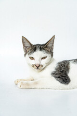 Six month old striped cat relaxing on a white background