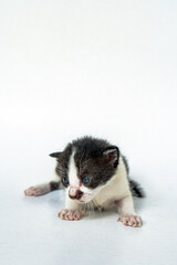 An Adorable Striped Cat in White Background