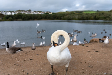 Swan Cleaning itself by a lake in Cornwall UK