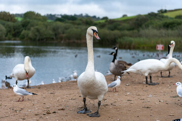 Swan in Cornwall looking at the camera