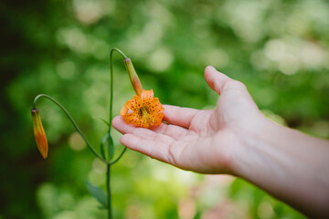 A hand holds a tiger lily with blurry background