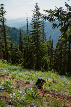 Solo backpacker hikes along trail surrounded by wild flowers