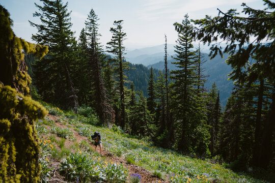 Woman hikes along single track trail surrounded by wild flowers