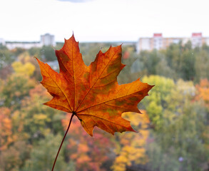 Red and yellow maple leaf on the background of an autumn landscape. Close-up.