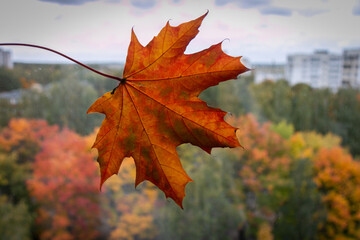 Red and yellow maple leaf against the backdrop of an autumn cityscape. Close-up.