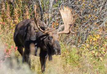 Shiras Moose Bull in Autumn in Wyoming