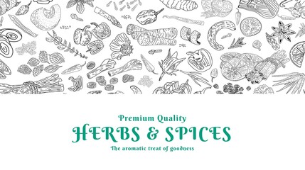 Herbs Spices vector hand drawn collection. Sketch kitchen herbs isolated.