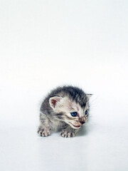 Fototapeta na wymiar One week old Striped Kitten is so Adorable on White Background