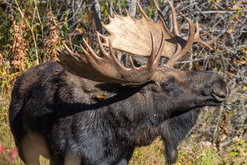 Shiras Moose Bull in Autumn in Wyoming
