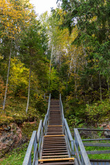 Obraz premium Wooden stairway leading into a forest