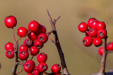 a branch with Crataegus monogyna fruits

