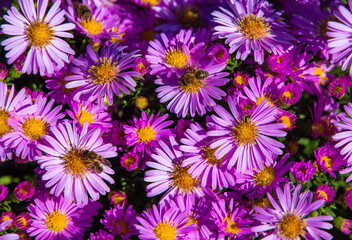 Fototapeta premium a close-up with many Aster oblongifolius flowers