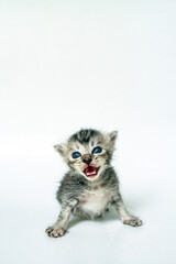 One week old Striped Kitten is so Adorable on White Background