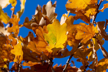 Naklejka na ściany i meble Autumn oak leaves against the blue sky.