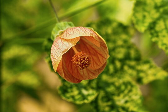 Abutilon - closeup of orange abutilon flowers in bloom
