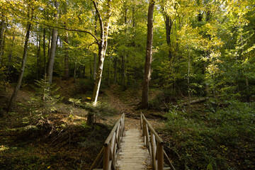 Wooden bridge in national park PL