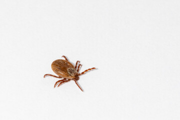 Encephalitis mite on a sheet of white paper.
