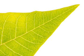 Fototapeta na wymiar Isolated green leaf. Macro shot.