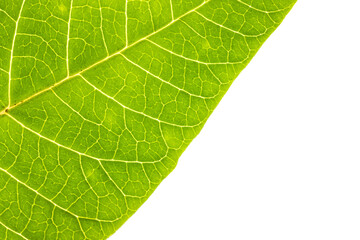 Isolated green leaf. Macro shot.