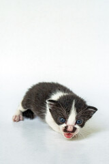 Black and white striped kitten on a white background