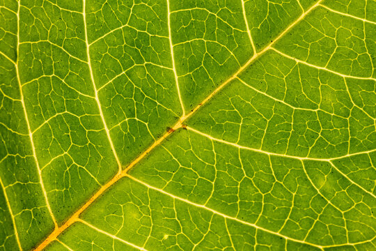 Green diry leaf macro shot