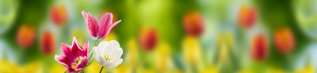 Fototapeta premium Two red and one white tulips covered with water drops