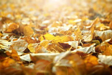 beautiful autumn yellow dry leaves of trees in the rays of the sun in focus with a blur in the horizon, autumn mood, yellow-orange tones, romance, love