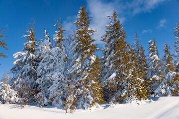 Obraz na płótnie Canvas Fascinating sunny landscape of a winter forest
