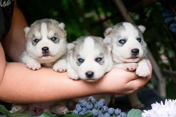 husky puppies in hand