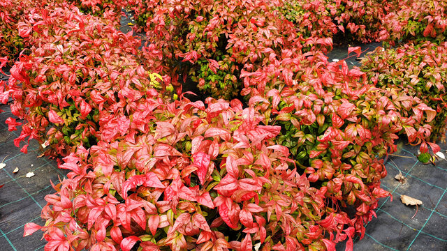 Close up of red nandina domestica bushes.
