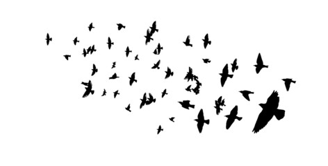 A large flock of flying birds. Free birds. Vector illustration