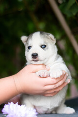 puppy in a hand