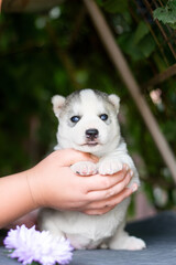 Fototapeta na wymiar white puppy dog