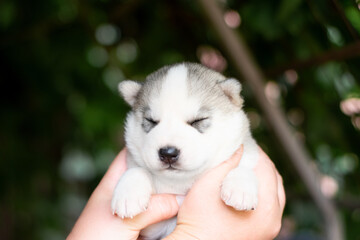 puppy in hands