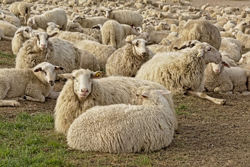  Flock of sheep sitting on the ground in a park in Cologne