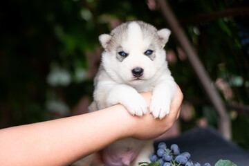 puppy in hands