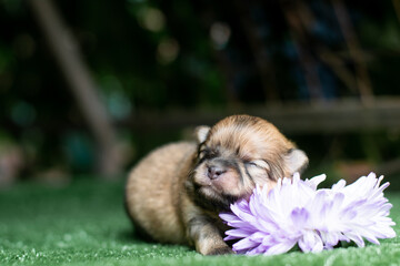 pomeranian spitz puppy with flower