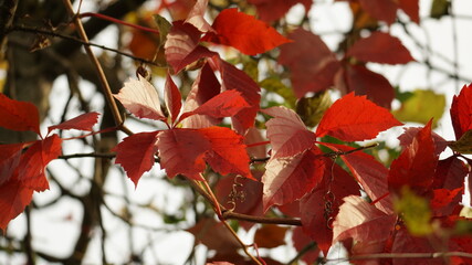 Fototapeta premium red maple leaves